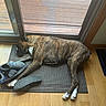 Lincoln is registered to the contest to win money with this photo: dog, brindle_dog, sleeping, lying_down, pet, animal, indoor, entryway, floor, rug, screen_door, sunlight, wood_floor, shoes, paws, white_chest, white_paws, relaxed, home, photography