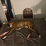 Lincoln is registered to the contest to win money with this photo: dog, brindle_dog, pet, sleeping, lying_down, bed, bedroom, blanket, couch, relaxed, lazy, indoor, home, mirror, dresser, window, furniture, brown, black, photography