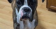 Lincoln joined the competition — help win amazing prizes! dog, boxer, brindle, pet, animal, standing, portrait, front_view, facing_camera, floppy_ears, wrinkles, short_coat, white_chest, white_paws, black_nose, indoor, wooden_floor, kitchen, home, photography