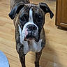 dog, boxer, brindle, pet, animal, standing, portrait, front_view, facing_camera, floppy_ears, wrinkles, short_coat, white_chest, white_paws, black_nose, indoor, wooden_floor, kitchen, home, photography