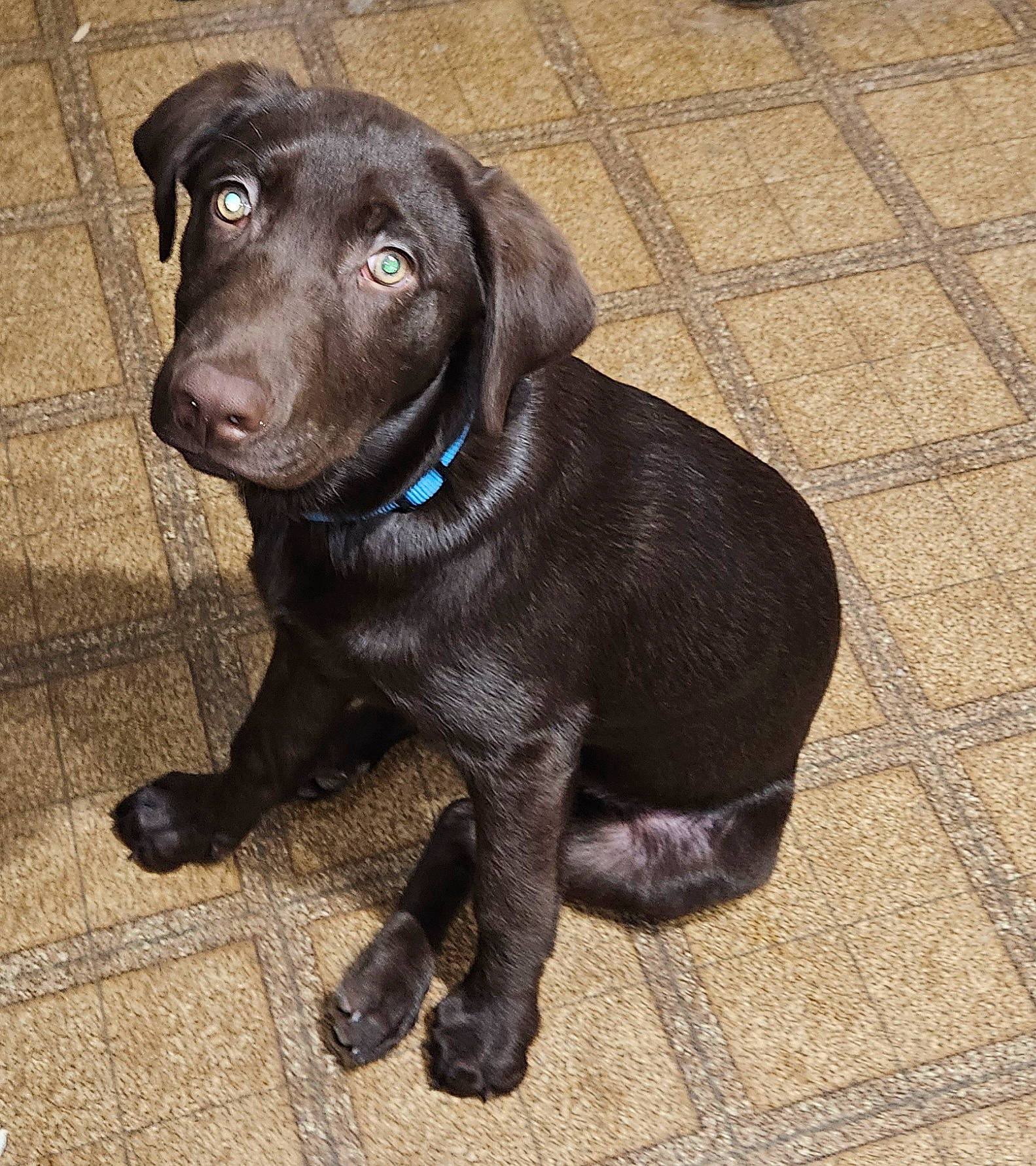 Gunner is registered to the contest to win money with this photo: borador, canidae, carnivore, collar, companion_dog, dog, dog_breed, dog_collar, eye, fur, gun_dog, hunting_dog, liver, retriever, snout, sporting_group, terrestrial_animal, tile_flooring, whiskers, working_animal