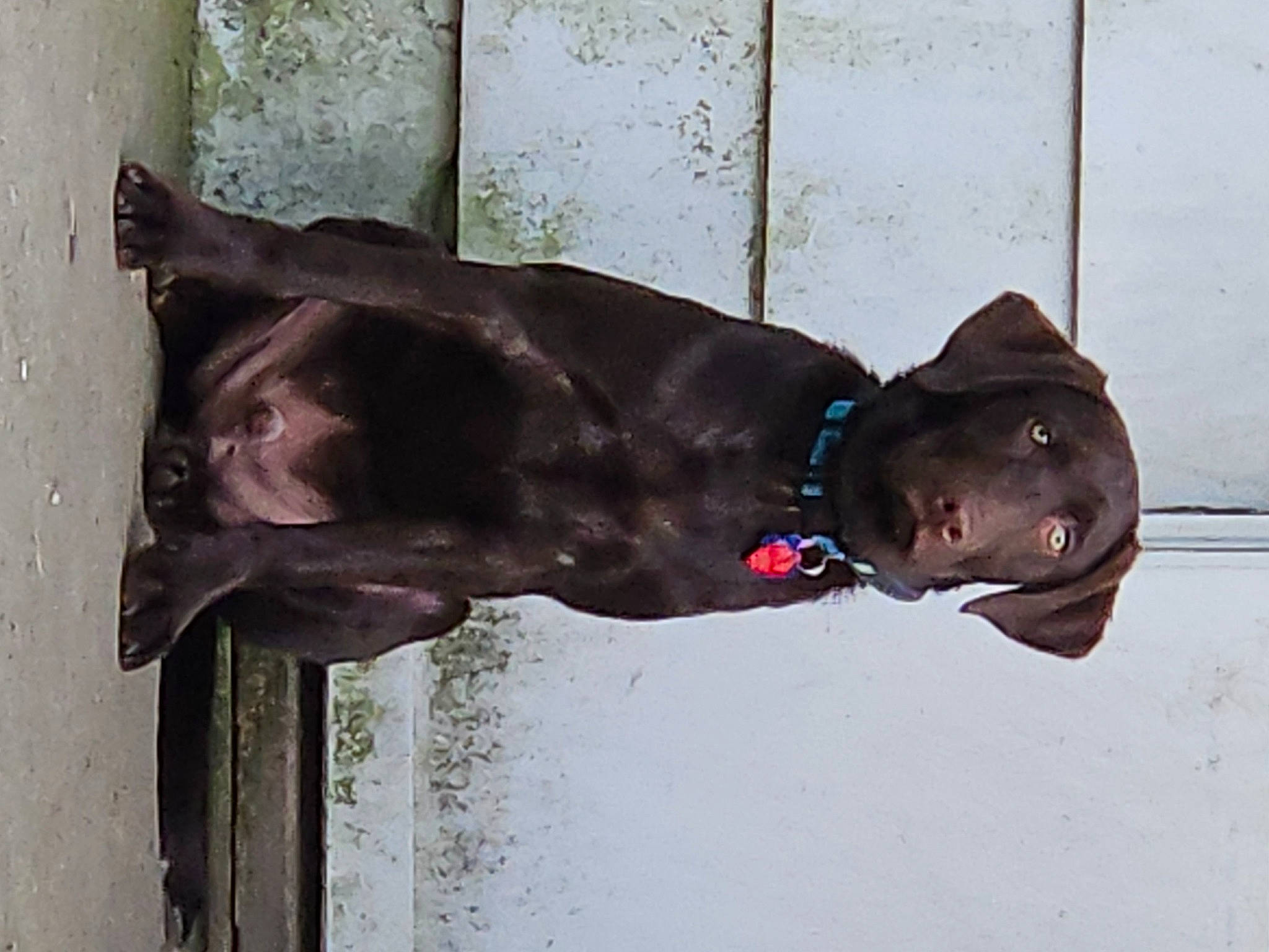 Gunner joined the competition — help win amazing prizes! art, door, fur, grey, guard_dog, hat, liver, metal, personal_protective_equipment, plant, sculpture, snout, sporting_group, statue, sunglasses, tree, vertebrate, water, window, wood