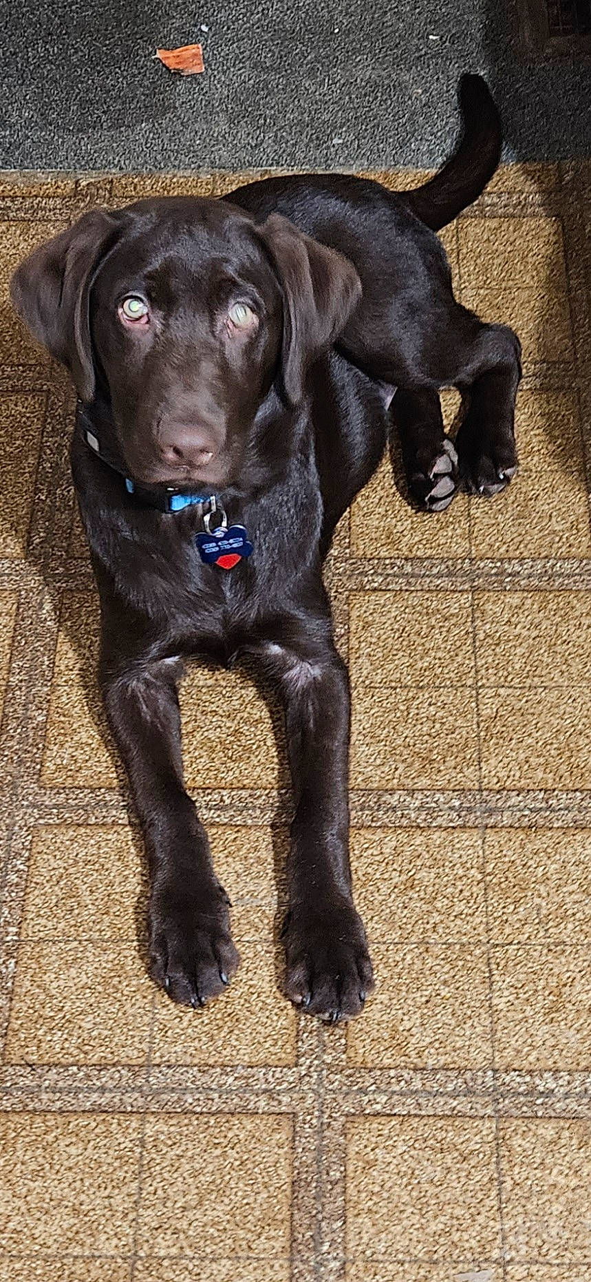 Gunner joined the competition — help win amazing prizes! borador, canidae, carnivore, collar, companion_dog, dog, dog_breed, dog_collar, fawn, fur, gun_dog, hunting_dog, liver, snout, sporting_group, terrestrial_animal, whiskers, working_animal