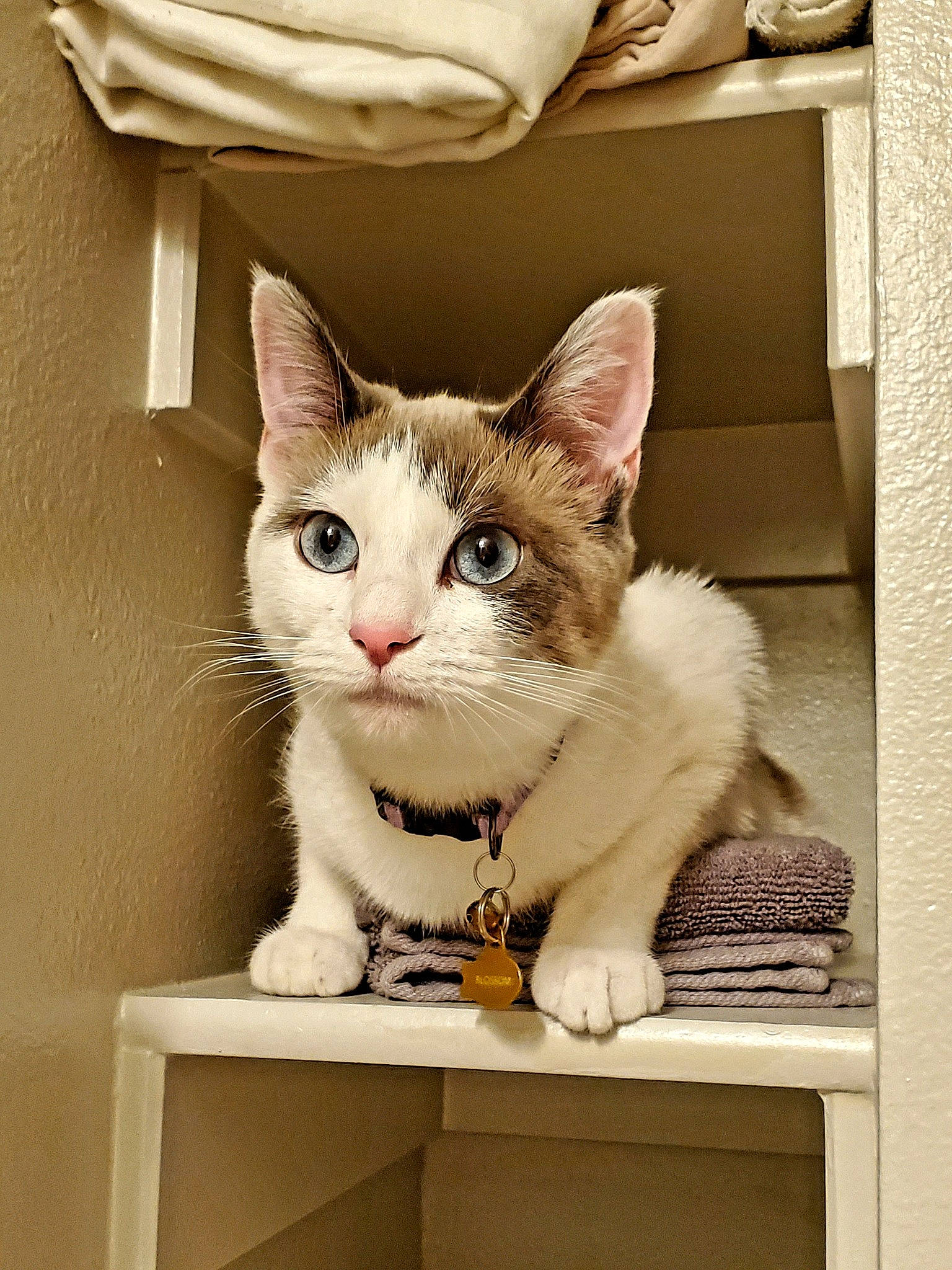 Blossom joined the competition — help win amazing prizes! box, cardboard, carnivore, cat, comfort, curious, domestic_short_haired_cat, fawn, felidae, fur, paw, pet_supply, rectangle, sitting, small_to_medium_sized_cats, snout, table, tail, whiskers, window