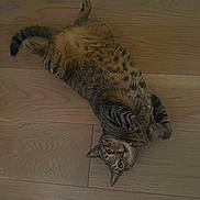 Rico is registered to the contest to win money with this photo: animal, belly, cat, curious, cute, domestic_cat, floor, fur, indoor, looking, lying_down, paws, pet, relaxed, resting, spotted, striped, tabby_cat, whiskers, wooden_floor