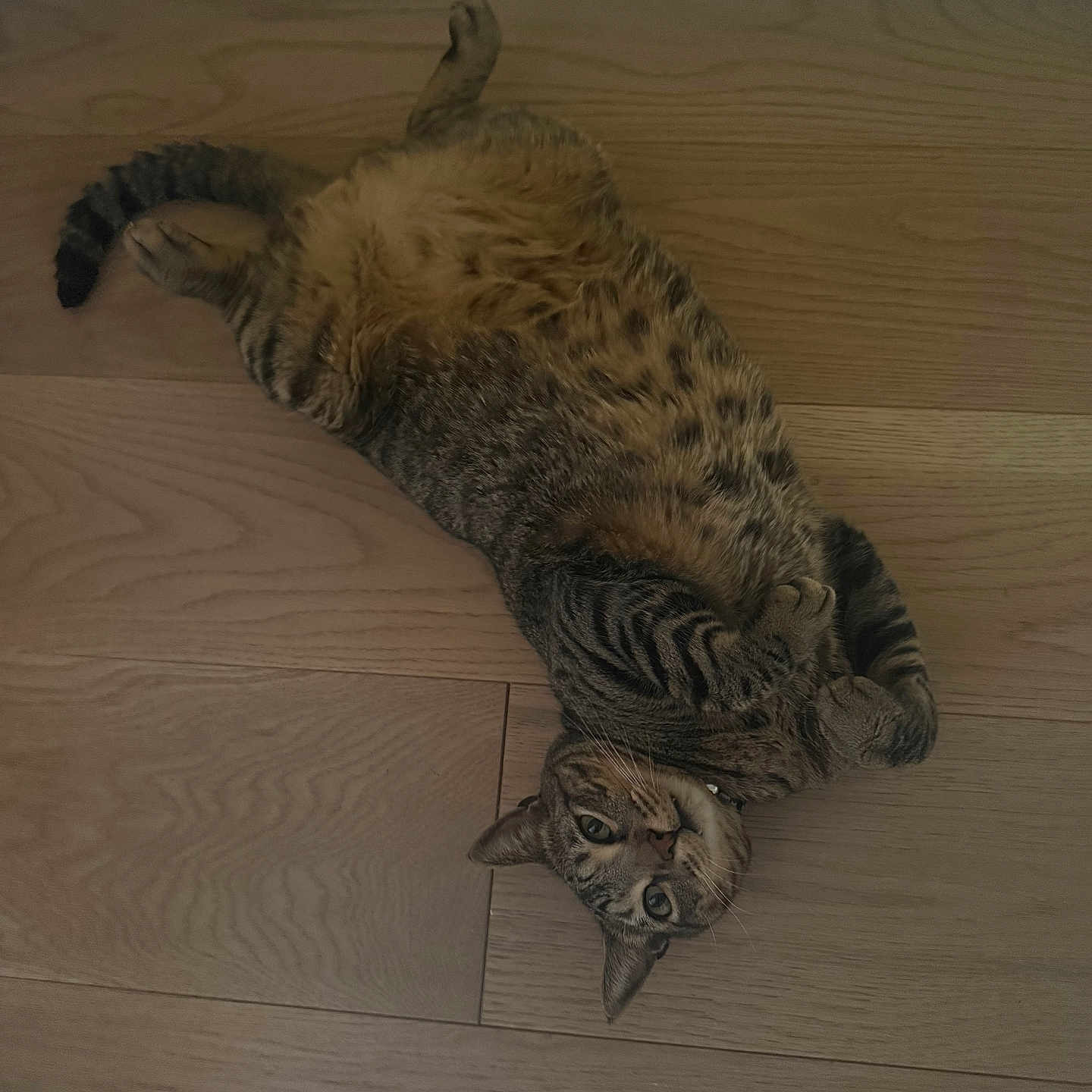 Rico