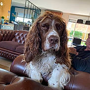 Nelson participe au concours pour gagner de l'argent avec cette photo : dog, living_room, leather_couch, brown_and_white, long_ears, curly_fur, man, glasses, window, indoor, furniture, relaxing, home, decor, person, seated, daylight, plants, cushion, casual