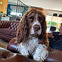 dog, living_room, leather_couch, brown_and_white, long_ears, curly_fur, man, glasses, window, indoor, furniture, relaxing, home, decor, person, seated, daylight, plants, cushion, casual