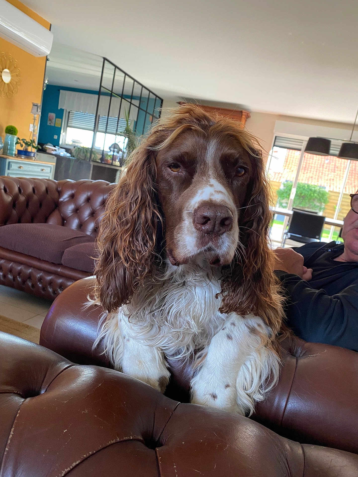 Nelson participe au concours pour gagner de l'argent avec cette photo : dog, living_room, leather_couch, brown_and_white, long_ears, curly_fur, man, glasses, window, indoor, furniture, relaxing, home, decor, person, seated, daylight, plants, cushion, casual