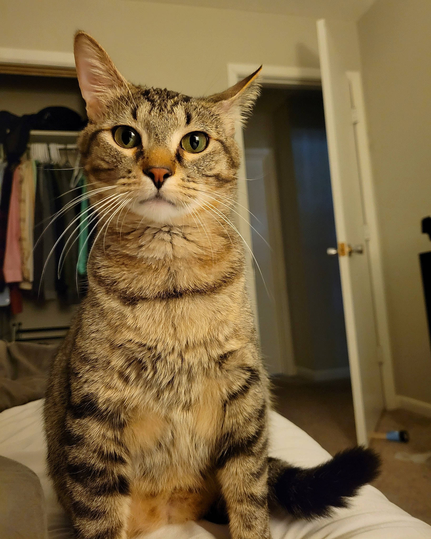 Lenny joined the competition — help win amazing prizes! carnivore, cat, claw, domestic_short_haired_cat, door, felidae, flooring, fur, paw, sitting, small_to_medium_sized_cats, snout, tail, terrestrial_animal, whiskers, window