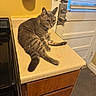 Calypso joined the competition — help win amazing prizes! cat, gray_tabby, kitchen, countertop, door, window, blinds, cabinet, furniture, wooden, indoor, pet, animal, relaxed, curious, yellow_wall, floor, door_lock, domestic, cozy