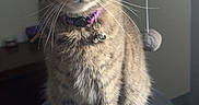 Calypso is registered to the contest to win money with this photo: cat, tabby_cat, pet, indoor, cat_tree, collar, whiskers, fur, animal, perched, curious, feline, domestic_cat, soft_light, pom_pom, gray, brown, striped, sitting, close_up