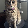 cat, tabby_cat, pet, indoor, cat_tree, collar, whiskers, fur, animal, perched, curious, feline, domestic_cat, soft_light, pom_pom, gray, brown, striped, sitting, close_up