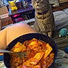 cat, tabby_cat, ravioli, food, bowl, fork, lap, person, kitchen_table, pikachu, plush_toy, bed, blanket, wooden_floor, collar, indoor, curious, furniture, home, decor