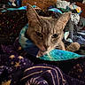 Calypso is registered to the contest to win money with this photo: cat, gray_cat, blanket, colorful_blanket, indoor, furniture, dresser, clothing, pile_of_clothes, cozy, pet, animal, whiskers, ears, face, resting, wrapped, bedroom, domestic, feline