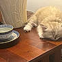 Mei Mei is registered to the contest to win money with this photo: kitten, cat, sleeping, table, wood, teacup, saucer, vase, indoor, furniture, resting, pet, fur, cozy, quiet, animal, domestic, relax, closeup, still_life