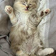 Mei Mei joined the competition — help win amazing prizes! kitten, cat, sleeping, fluffy, fur, paws, blanket, texture, relaxed, cute, pet, animal, indoor, cozy, whiskers, tail, soft, resting, young, adorable