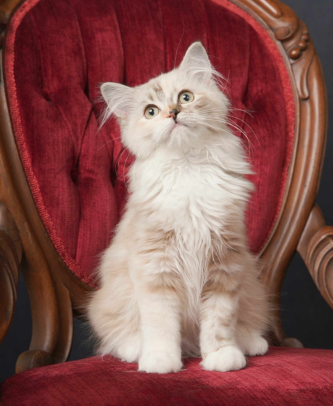 Mei Mei joined the competition — help win amazing prizes! kitten, cat, fluffy, cream_color, white_color, sitting, chair, vintage, red_velvet, curious, pet, animal, indoor, furniture, portrait, cute, whiskers, ears, soft, small