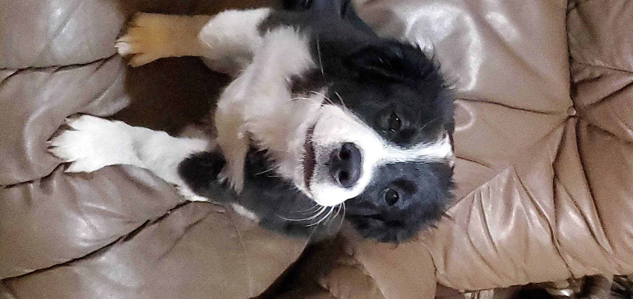 Sitka is registered to the contest to win money with this photo: bored, canidae, carnivore, comfort, companion_dog, dog, dog_breed, fur, non_sporting_group, snout, sporting_group, terrestrial_animal, whiskers, working_animal