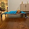Sunny joined the competition — help win amazing prizes! blanket, christmas, christmas_tree, cot, cozy, cute, decorations, dog, festive, furniture, golden_retriever, home, indoor, living_room, lying_down, pet, portrait, puppy, sleeping, wooden_floor