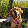 animal, closeup, daylight, dog, fur, golden_retriever, grass, happy, harness, nature, outdoors, pet, pink, portrait, rustic, sitting, smiling, sunlight, wildflowers, wooden_fence