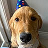Sunny is registered to the contest to win money with this photo: animal, birthday_hat, black_nose, brown_eyes, close_up, cute, dog, floppy_ears, funny, golden_fur, golden_retriever, home, human_arm, indoor, party, pet, portrait, sock, whiskers, window