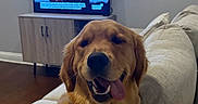 Sunny is registered to the contest to win money with this photo: animal, collar, couch, dog, dog_tag, friendly, furniture, golden_retriever, home, indoors, living_room, lounging, pet, portrait, relaxed, sitting, smiling, sofa, television, tongue