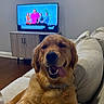 animal, collar, couch, dog, dog_tag, friendly, furniture, golden_retriever, home, indoors, living_room, lounging, pet, portrait, relaxed, sitting, smiling, sofa, television, tongue