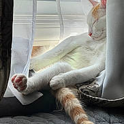 Iggy is registered to the contest to win money with this photo: cat, sleeping, window, curtains, paw, tail, white_fur, orange_fur, cozy, quilted, indoor, natural_light, relaxed, pet, feline, resting, soft_light, cute, napping, domestic_animal
