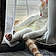Iggy