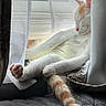 cat, sleeping, window, curtains, paw, tail, white_fur, orange_fur, cozy, quilted, indoor, natural_light, relaxed, pet, feline, resting, soft_light, cute, napping, domestic_animal