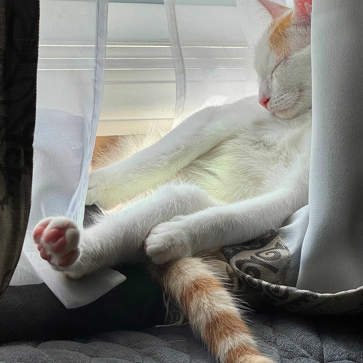 Iggy is registered to the contest to win money with this photo: cat, sleeping, window, curtains, paw, tail, white_fur, orange_fur, cozy, quilted, indoor, natural_light, relaxed, pet, feline, resting, soft_light, cute, napping, domestic_animal