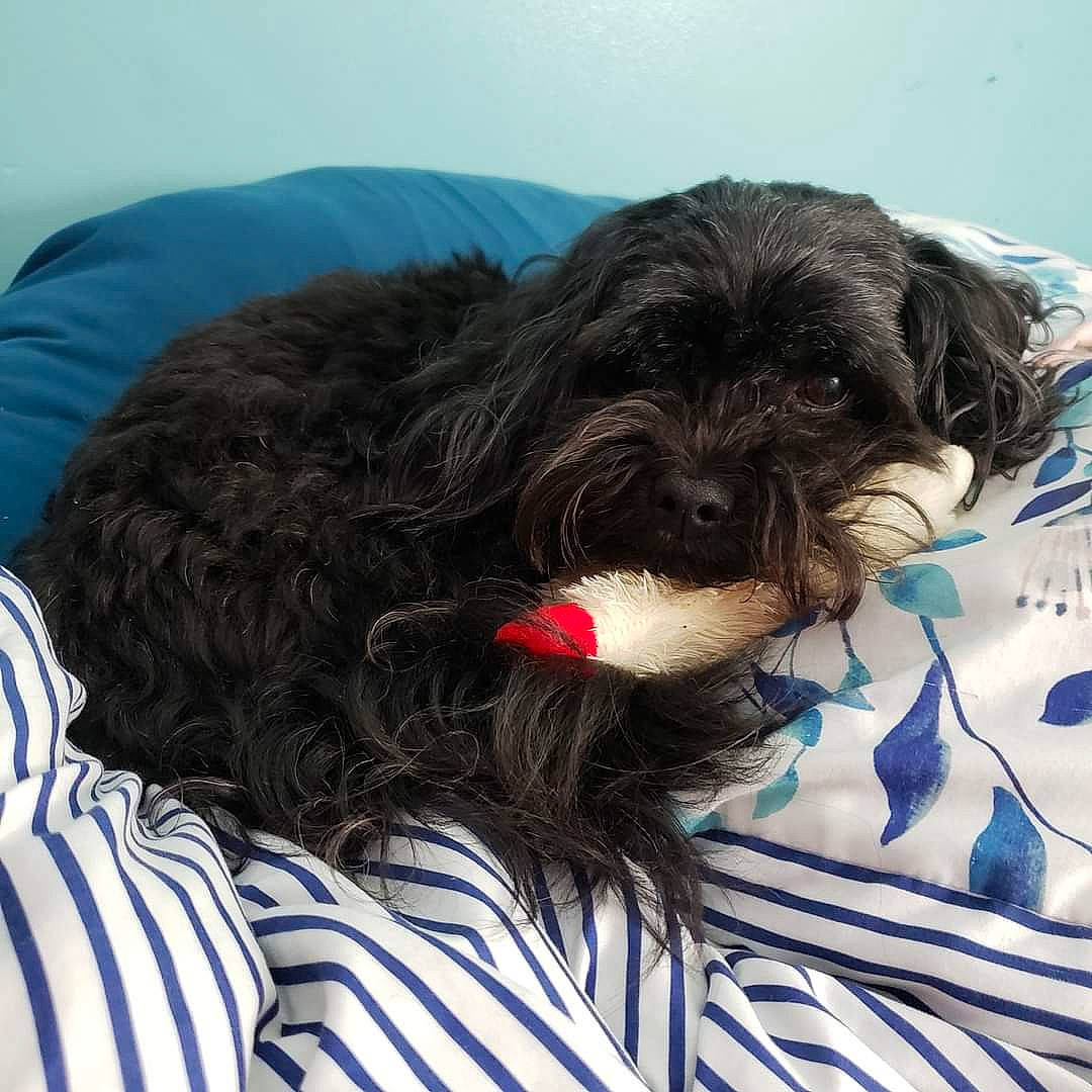 Benny is registered to the contest to win money with this photo: canidae, carnivore, comfort, companion_dog, dog, dog_breed, dog_collar, dog_supply, electric_blue, fur, liver, pattern, pet_supply, small_terrier, snout, sporting_group, terrier, toy_dog, water_dog, working_animal