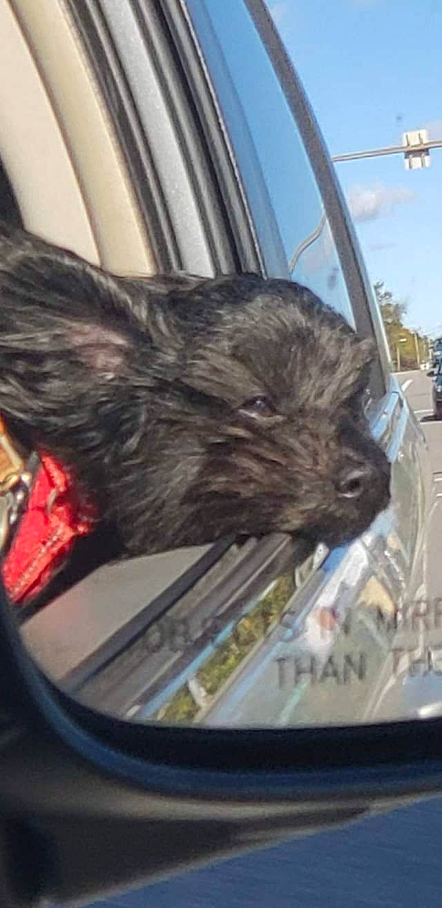 Benny joined the competition — help win amazing prizes! auto_part, automotive_exterior, automotive_lighting, automotive_mirror, car, carnivore, companion_dog, dog, dog_breed, felidae, glass, mode_of_transport, motor_vehicle, snout, vehicle, vehicle_door, whiskers, window, windscreen_wiper, windshield