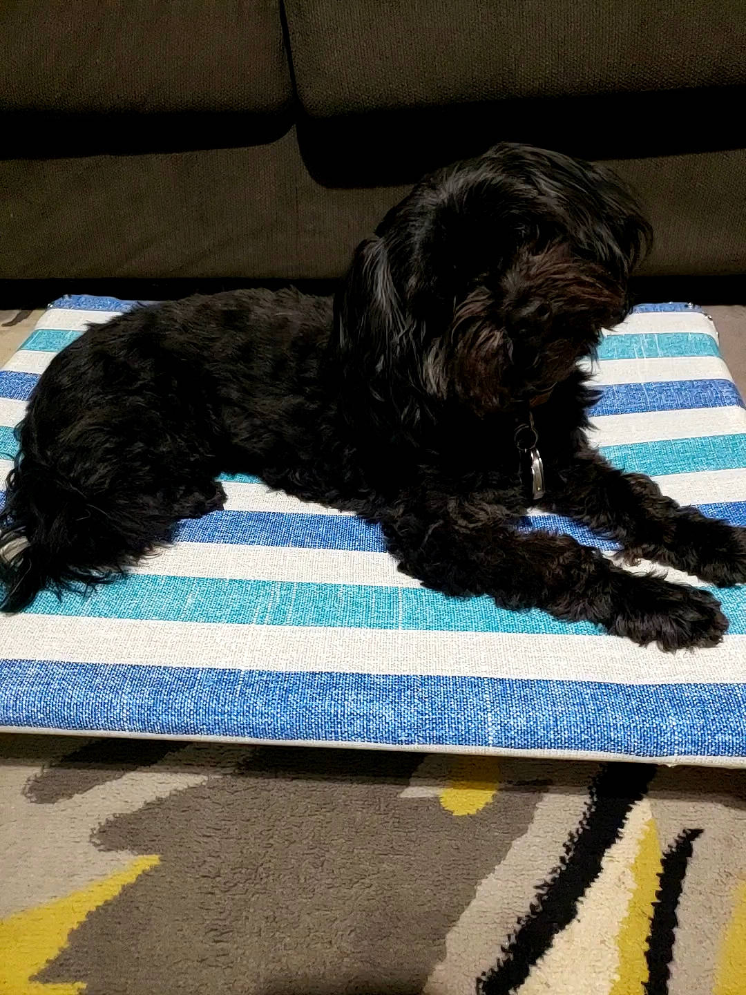 Benny is registered to the contest to win money with this photo: canidae, carnivore, companion_dog, dog, dog_breed, dog_supply, electric_blue, flooring, fur, linens, liver, mat, rectangle, small_terrier, sporting_group, tail, terrier, toy_dog, water_dog, working_animal