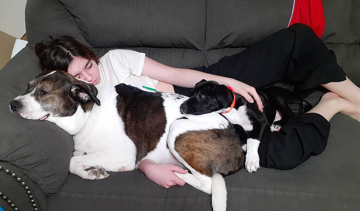 Moe joined the competition — help win amazing prizes! boston_terrier, canidae, carnivore, comfort, companion_dog, couch, dog, dog_breed, fawn, fur, lap, non_sporting_group, sporting_group, thigh, working_animal