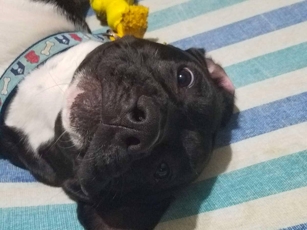 Zee is registered to the contest to win money with this photo: bulldog, canidae, carnivore, collar, companion_dog, dog, dog_breed, fawn, flooring, fur, paw, pug, snout, sporting_group, tail, terrestrial_animal, toy_dog, whiskers, working_animal, wrinkle