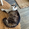 Mr. Biscuits is registered to the contest to win money with this photo: animal, brown, cat, cozy, curious, door, feline, floor, fluffy, home, indoor, looking_up, natural_light, pet, relaxed, rug, tabby, white, wood_floor, woven_rug