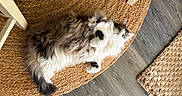 Mr. Biscuits is registered to the contest to win money with this photo: black, brown, cat, cozy, curious, floor, fluffy, fur, indoor, long_hair, looking, paw, pet, relaxed, rug, tail, texture, white, wooden_chair, woven_rug