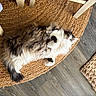 black, brown, cat, cozy, curious, floor, fluffy, fur, indoor, long_hair, looking, paw, pet, relaxed, rug, tail, texture, white, wooden_chair, woven_rug