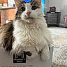 Mr. Biscuits joined the competition — help win amazing prizes! animal, box, brown, carpet, cat, closeup, curious, cute, domestic, feline, fluffy, furniture, home, indoor, living_room, nose, pet, whiskers, white, wide_eyes