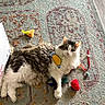 animal, cat, claws, colorful, curious, cute, domestic, feline, fluffy, gray, indoor, looking, patterned_rug, pet, playful, relaxed, rug, toy, whiskers, white