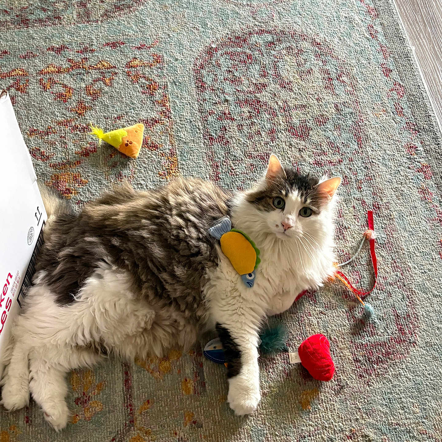 Mr. Biscuits