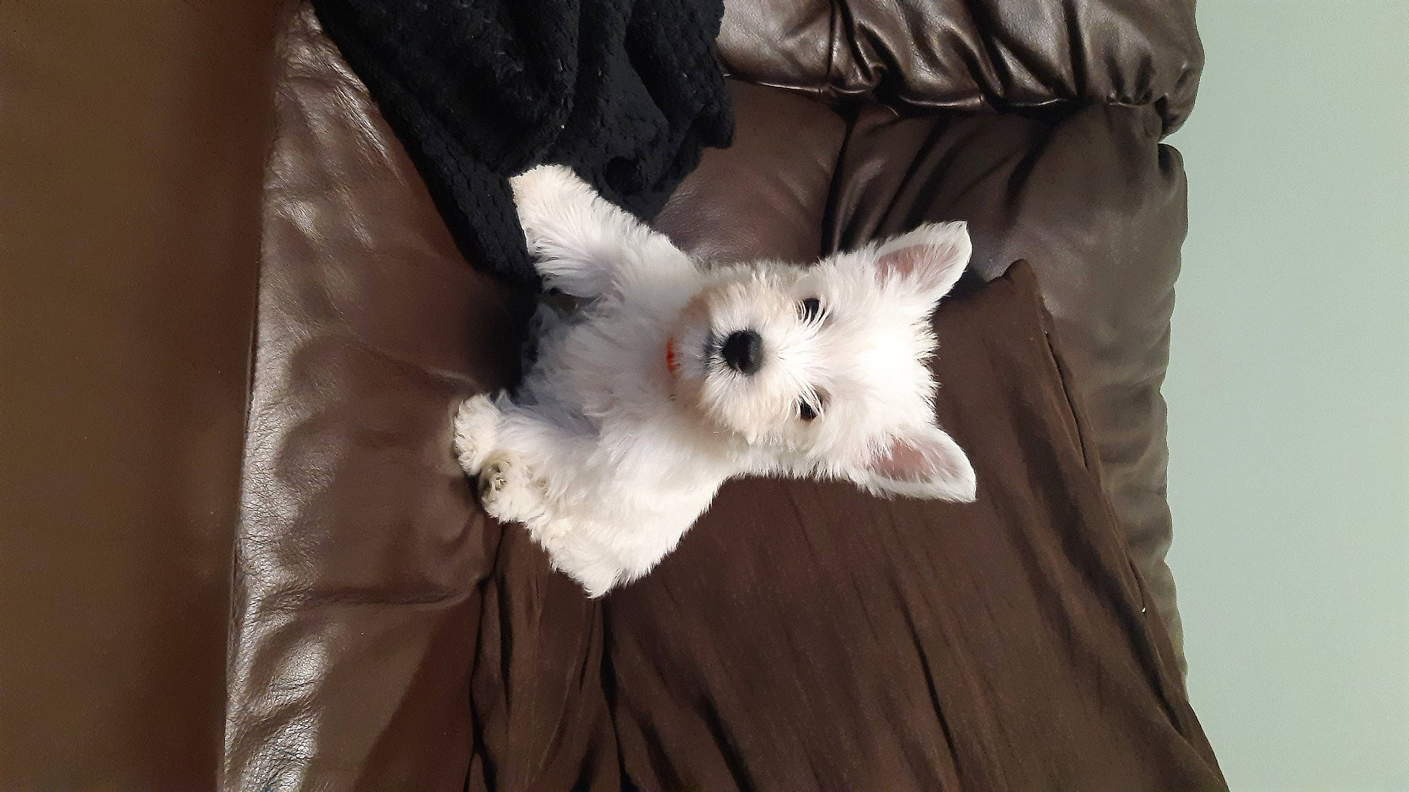 Fletcher joined the competition — help win amazing prizes! canidae, carnivore, companion_dog, dog, dog_breed, fawn, felidae, fur, non_sporting_group, small_terrier, sporting_group, tail, toy_dog, whiskers, working_animal