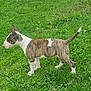 Vamper participe au concours pour gagner de l'argent avec cette photo : dog, bull_terrier, puppy, grass, greenery, outdoor, pet, animal, brindle, white, ears, tail, side_view, nature, field, young_dog, canine, walking, flora, summer