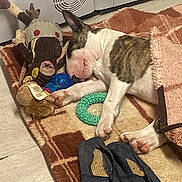 Vamper a rejoint le concours — aidez-le/la à gagner de superbes lots ! dog, sleeping, blanket, rug, stuffed_toy, reindeer_toy, blue_ball, green_ring_toy, slippers, indoor, floor, cozy, resting, paw, pet, cute, domestic, animal, toy, relaxation