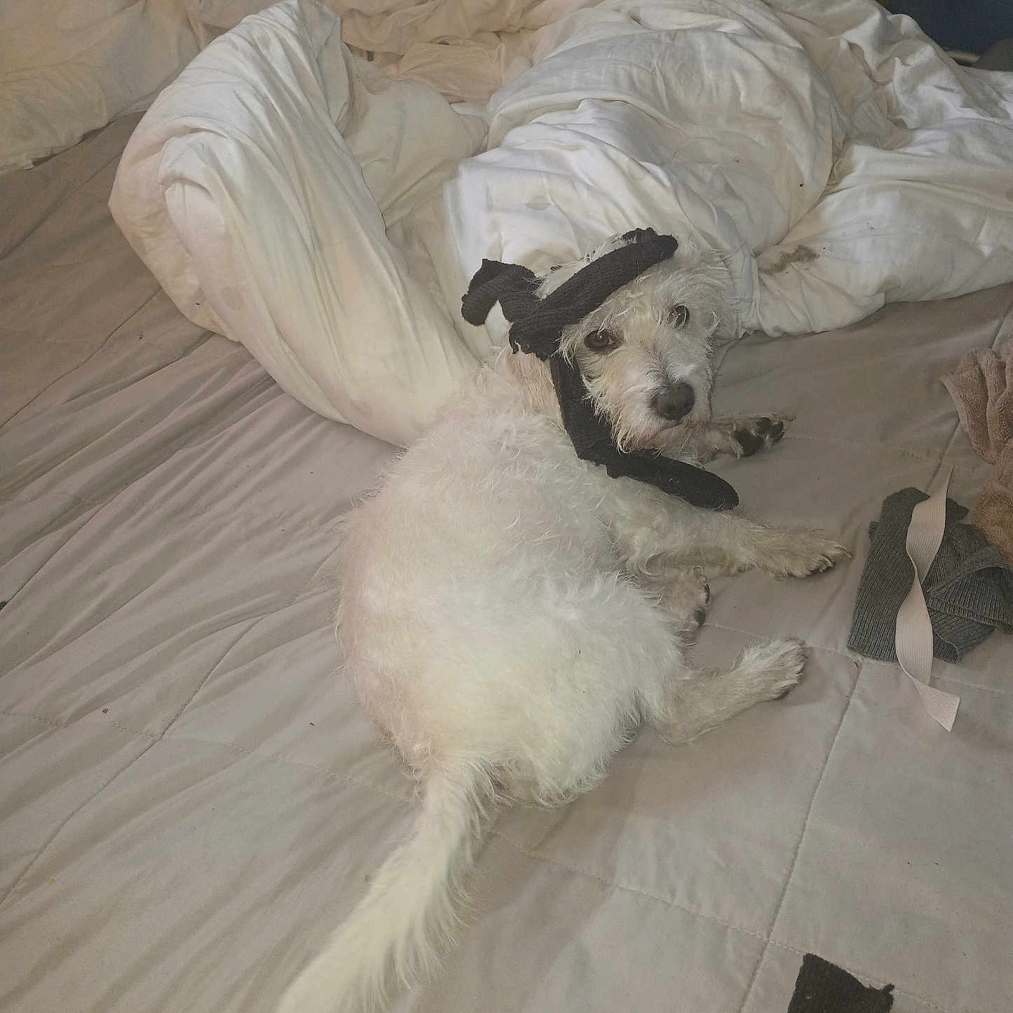 Mr.pj is registered to the contest to win money with this photo: animal, bed, bedroom, blanket, canine, couch, cushion, dog, eskimodog, furniture, homedecor, hound, indoors, linen, pet, poodle, puppy, room, terrier, whitedog