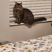 Josie is registered to the contest to win money with this photo: cat, tabby_cat, long_hair, fluffy, windowsill, window_blinds, bed, bedspread, floral_pattern, duvet, indoor, pet, whiskers, paws, tail, sitting, portrait, home_interior, striped, soft_lighting