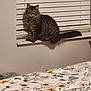 cat, tabby_cat, long_hair, fluffy, windowsill, window_blinds, bed, bedspread, floral_pattern, duvet, indoor, pet, whiskers, paws, tail, sitting, portrait, home_interior, striped, soft_lighting