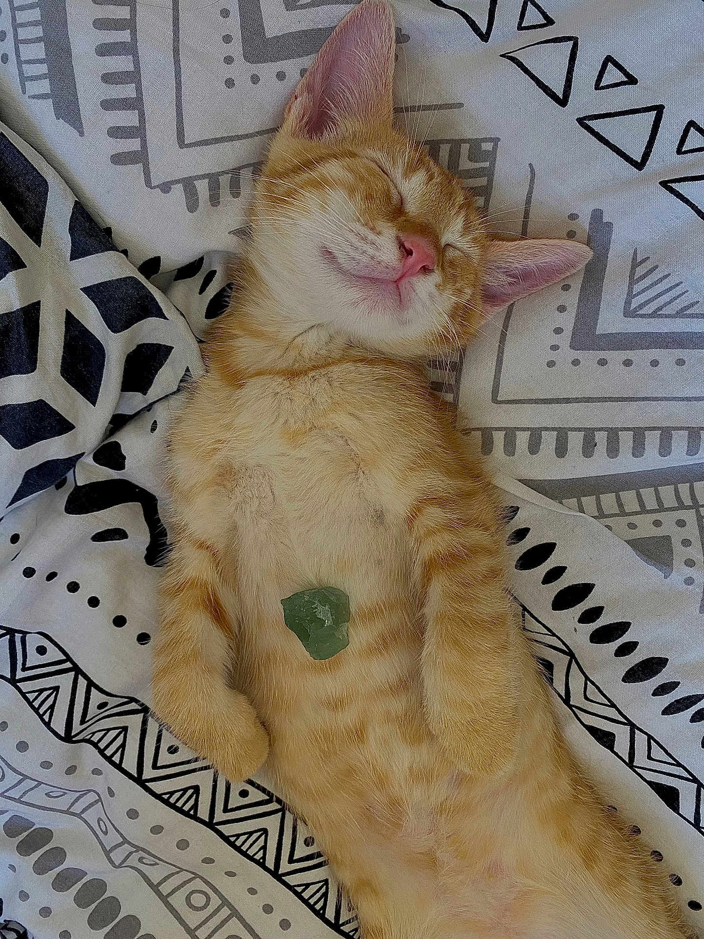 Crousty a rejoint le concours — aidez-le/la à gagner de superbes lots ! kitten, cat, sleeping, orange_tabby, pet, animal, fur, whiskers, pink_nose, paw, bed, blanket, pattern, relaxation, cute, domestic_cat, resting, soft, small_stone, cozy